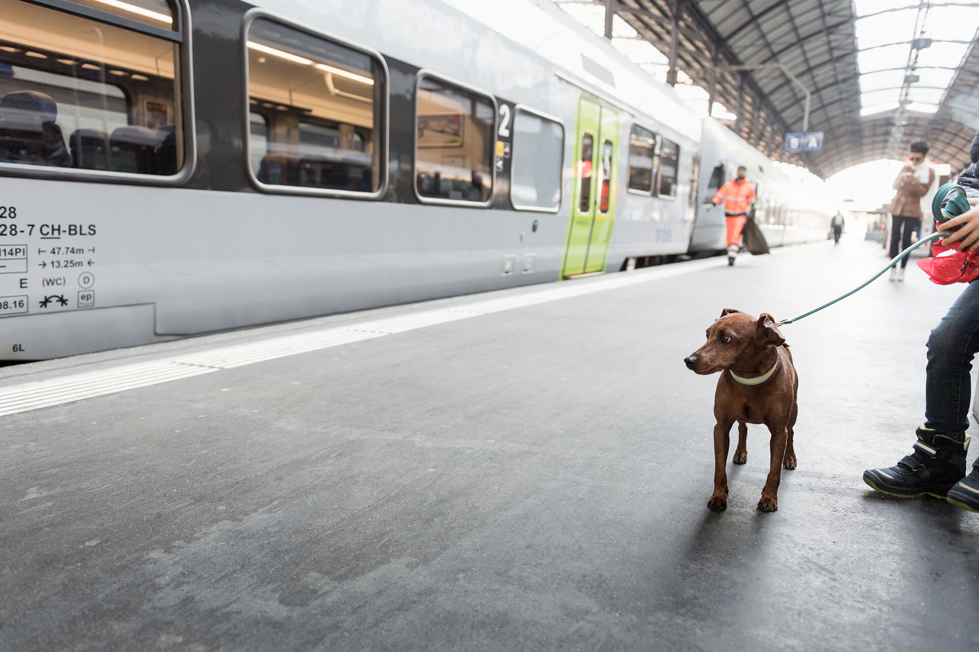 Carta di legittimazione per cani di utilità prossimamente sullo SwissPass
